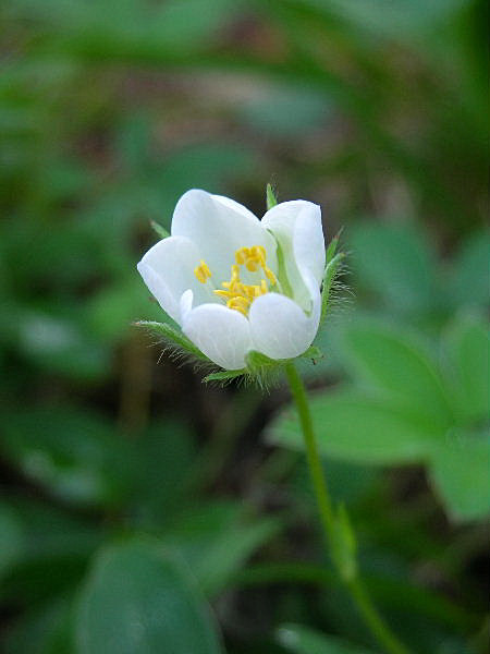 Potentilla alba / Cinquefoglia bianca